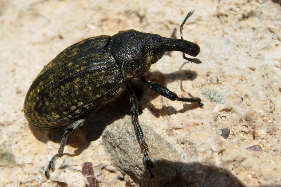 Coleotteri... in onore di Vitalfranz!!